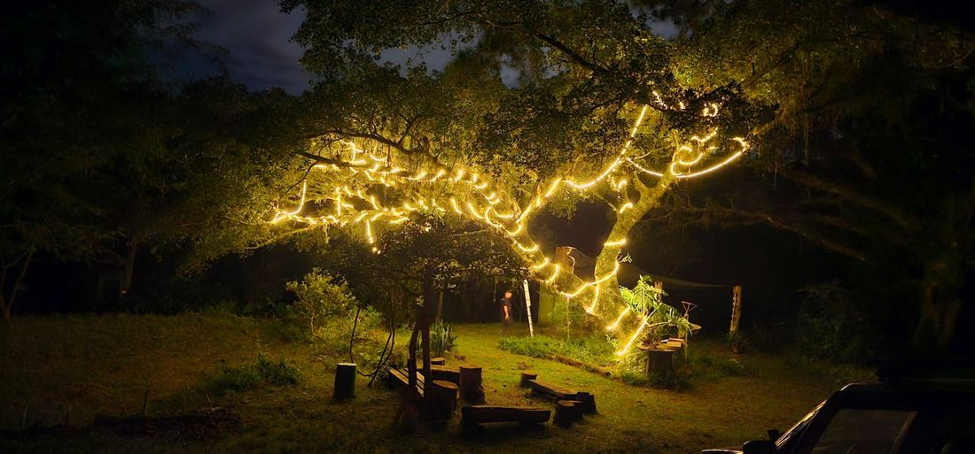 Árvore com iluminação cênica no jardim